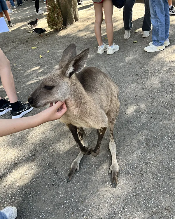 カンガルー